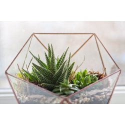 Polygon glass terrarium