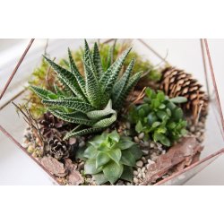 Polygon glass terrarium