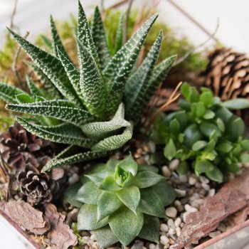 Polygon glass terrarium