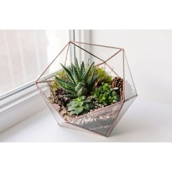 Polygon glass terrarium