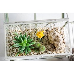 Drivhus terrarium