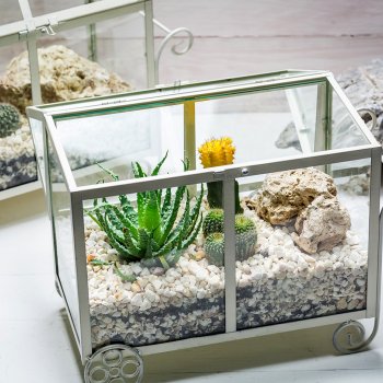 Drivhus terrarium