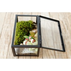 Glas boks terrarium