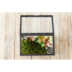 Glas boks terrarium