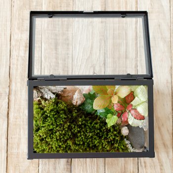 Glas boks terrarium