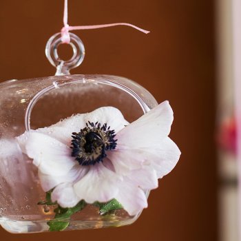 Small hanging terrarium