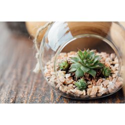 Hanging terrarium