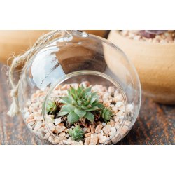Hanging terrarium