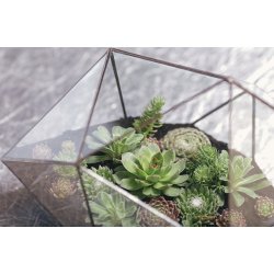 Large glass terrarium