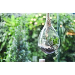 Hanging glass terrarium