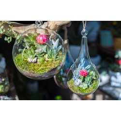 Hanging glass terrarium