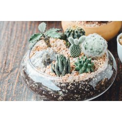 Glass bowl terrarium