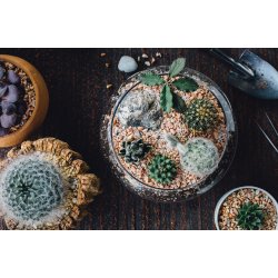 Glass bowl terrarium