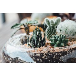 Glass bowl terrarium