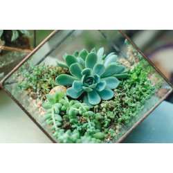 Square glass terrarium