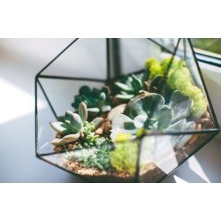 Lille terrarium