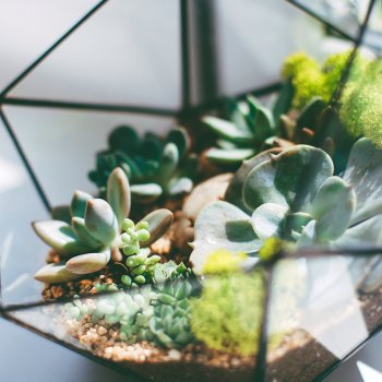 Lille terrarium