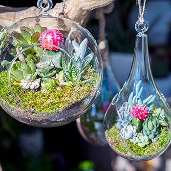 Hanging terrariums
